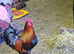 For Sale Friendly chickens