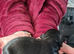 4 Beautiful Shih Tzu Puppies