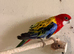Eastern rosella