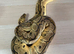 Multiple ball python sale