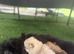 Beautiful Pomeranian Puppies for Sale