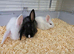 Angora lionlops