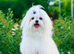Looking for female Maltese kc reg