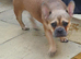 French bulldog Cross terrier