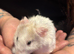 Male Syrian hamsters