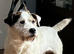 Parsons Russell Terrier Puppies for sale