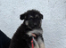 Stunning kc reg grey sable dark sable and Black and Tan