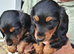 Miniature dachshund puppies kc registered