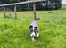 Lilac/grey an white collie pups