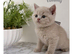 Stunning BSH kittens - lilac’s and blues
