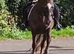 Lovely welsh D liver chestnut mare