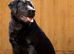 SHOW BLACK ENGLISH LABRADOR TOP QUALITY