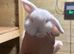 White mini lop blue eyes 8weeks