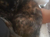 Beautifull Willow searching for a loving home.