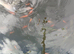 Young pond-bred goldfish, multi colours