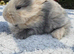 Four gorgeous mini lops for sale