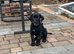 Female Cane Corso Puppy
