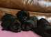 Stunning, vet checked F1 Sprocker puppies from KC Cocker x KC ESS