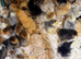 Pekin bantam 3 week olds