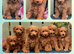 Cockapoo pups