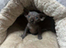 Gorgeous black Canadian Sphynx kitten
