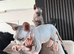 7 Month Old Male & Female Sphynx Cats For Sale