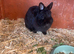 Male&Female Netherland Dwarf