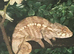 Chameleon panther with full XL set up