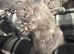 Exquisite Grey Ragdoll Kitten 6 Weeks Old | Blue-Eyed | Home-Raised
