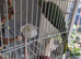 Indian ringneck parakeet male
