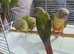 Pineapple conure