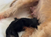 Pups for sale