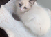 Last female ragdoll kitten