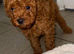 A adorable boy toy poodle
