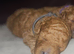 Licensed breeder, kennel club tiny red toy poodles