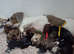 Boy miniature Dachshunds