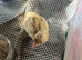 Peacock chicks 4 months +