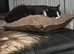 Female Kitten and Adult Male
