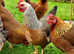 Purebred Welsumer Partridge   lg fowl hatching eggs