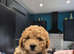 Shipoo puppies