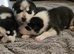 ***Ready Now*** REDUCED stunning beautiful siberian husky puppies***