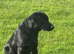 Beautiful 10 month male part trained