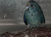 Kakariki hen