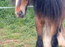 Heavy cob colt just started in the cart