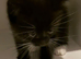 Beautiful kitten