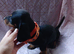 Beautiful dachshund babys looking a forever home
