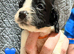 10 beautiful Sprocker spaniel puppies