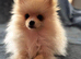 Pomeranian Puppies &ndash; Two Beautiful Boys.