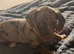 Beautiful dachshunds