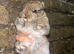 3 netherland dwarf babies for sale